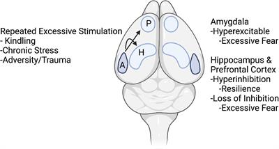 Hyperexcitability: From Normal Fear to Pathological Anxiety and Trauma